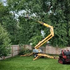 Best Tree Disease Treatment  in Austin, TX