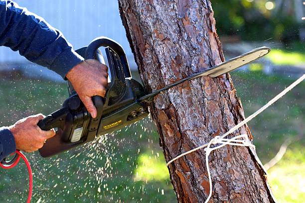 Best Storm Damage Tree Cleanup  in Austin, TX