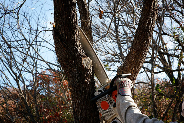 Austin, TX Tree Removal Services Company